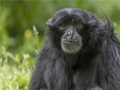 149 BIO PARC DE DOUE LA FONTAINE 3- 2016_000043